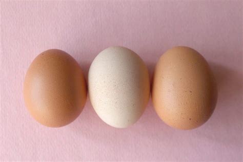 [1995] the mean value of the ostrich <b>egg</b> <b>shape</b> index amounts to almost 83 (ranging from 80 to 85). . Resembling the shape of an egg